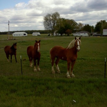 Horses!