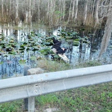 Gator Soup