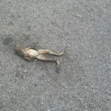 Even cycling across the United States I will pass on some thing like frog legs