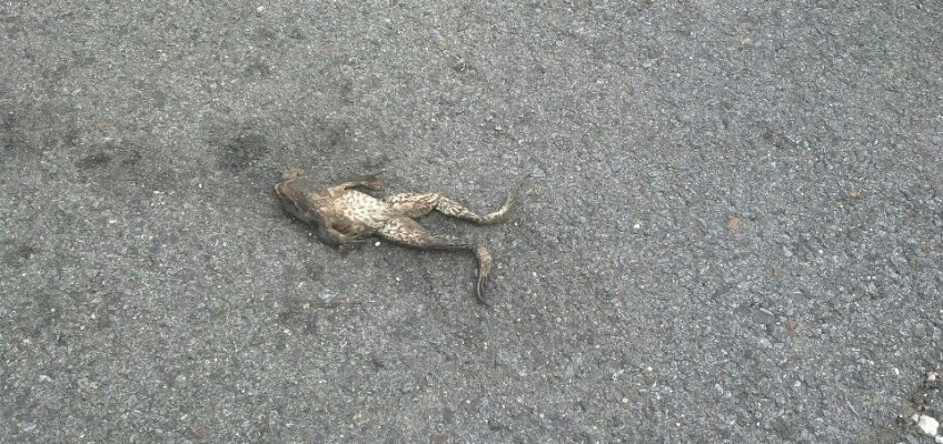 Even cycling across the United States I will pass on some thing like frog legs