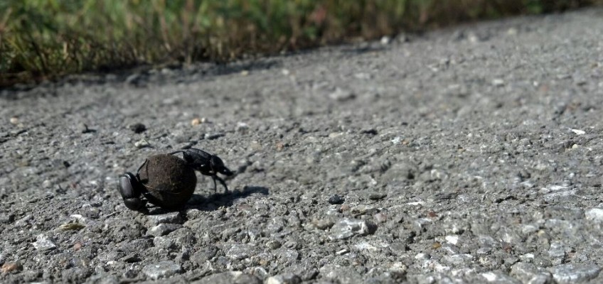 Dung beetles